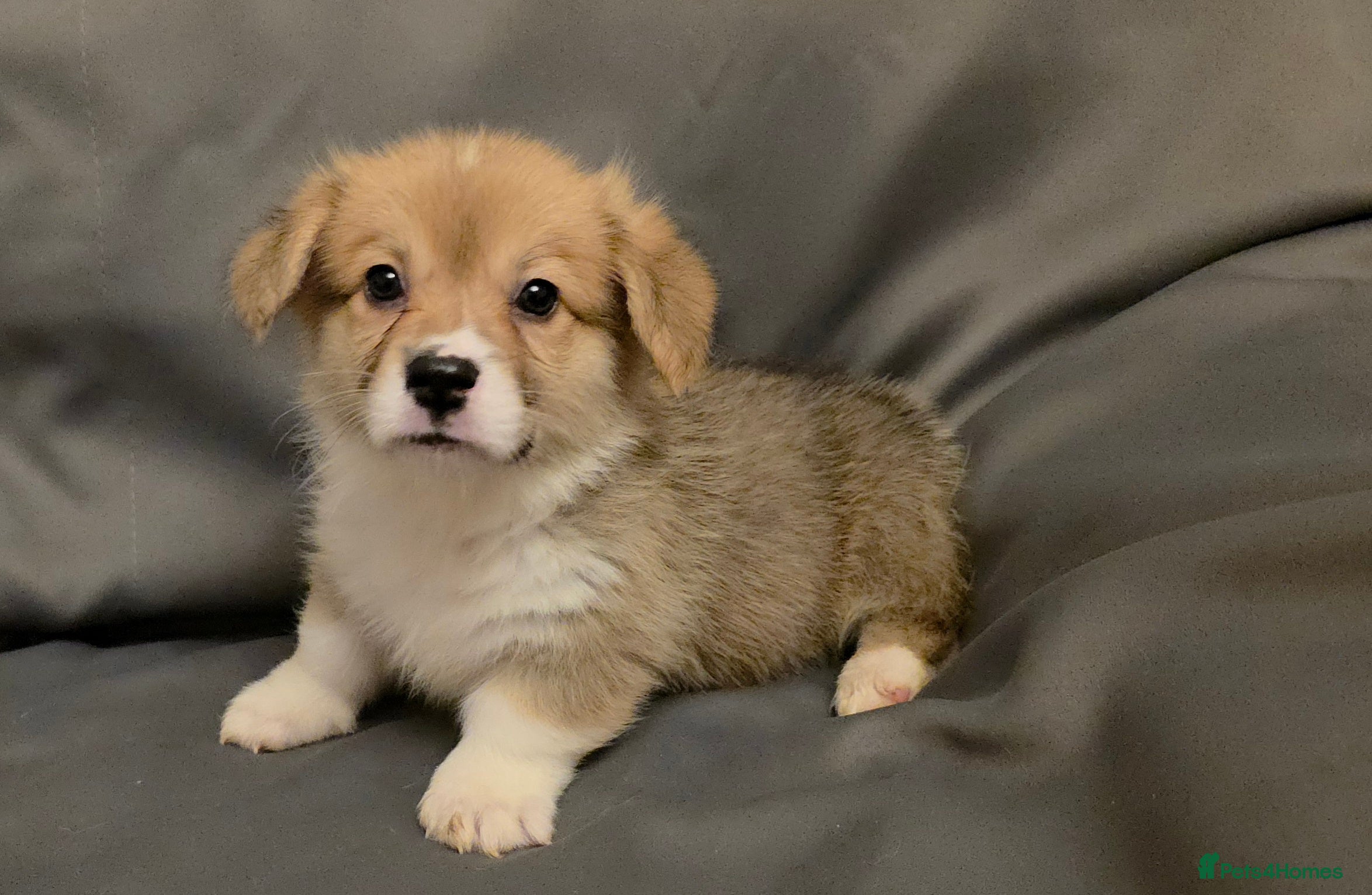 Welsh Corgi Pembroke dogs 33rd Generation RKC Mixed Tail Pembroke Corgi Pups - Advert 2