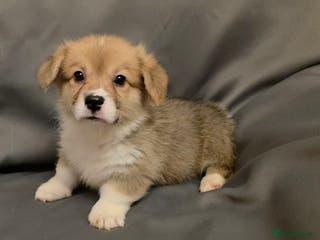 Welsh Corgi Pembroke dogs 33rd Generation RKC Mixed Tail Pembroke Corgi Pups - Advert 2