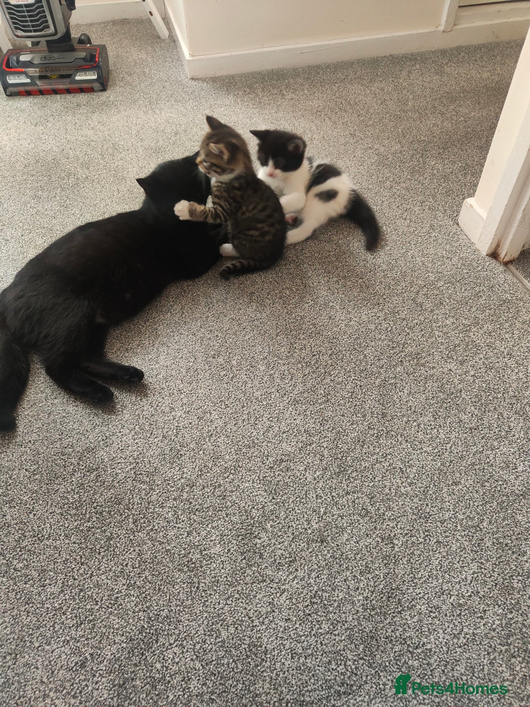 Mixed Breed cats for sale: Beautiful kitten is waiting for family  - Image 5