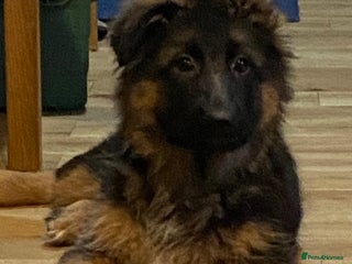 German Shepherd dogs Outstanding Vomkonstanz German Shepherd Litter - Advert 4