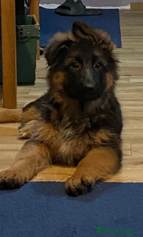 German Shepherd dogs Outstanding Vomkonstanz German Shepherd Litter - Advert 13