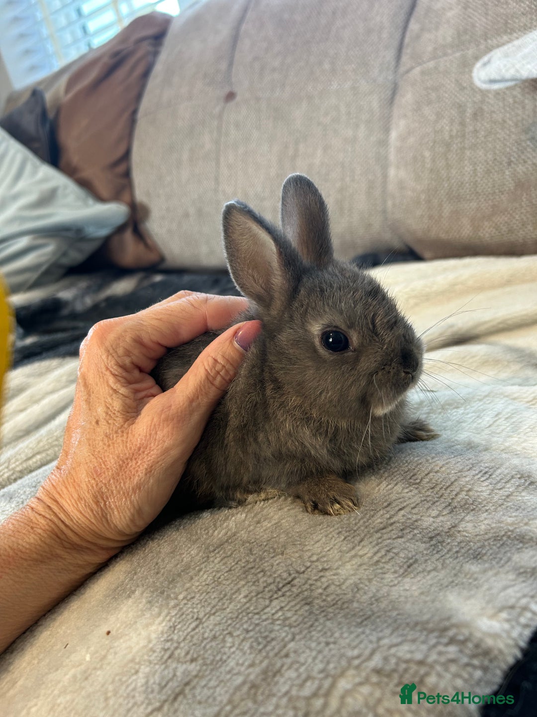 Netherland Dwarf rabbits for sale: Beautiful Netherland dwarf baby bunnies  - Image 7