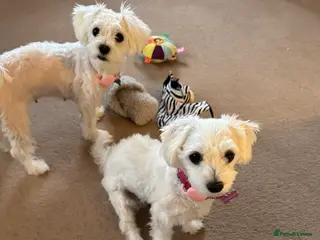 Maltese dogs Lily - 5 generation KC registered Maltese - Advert 3