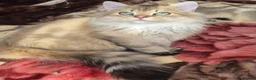 British Longhair cats for sale:  Tica registered BLH/BSH golden shaded  kittens  - Advert 17