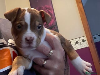 Mixed Breed dogs - Advert 5