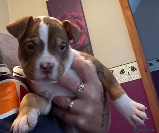 Mixed Breed dogs - Advert 5