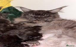 Maine Coon cats for sale: 💫Maine Coon Kittens Available- Champion Pedigree✨ - Image 7