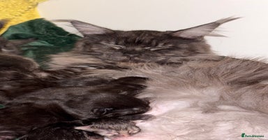 Maine Coon cats 💫Maine Coon Kittens Available- Champion Pedigree✨ - Advert 8