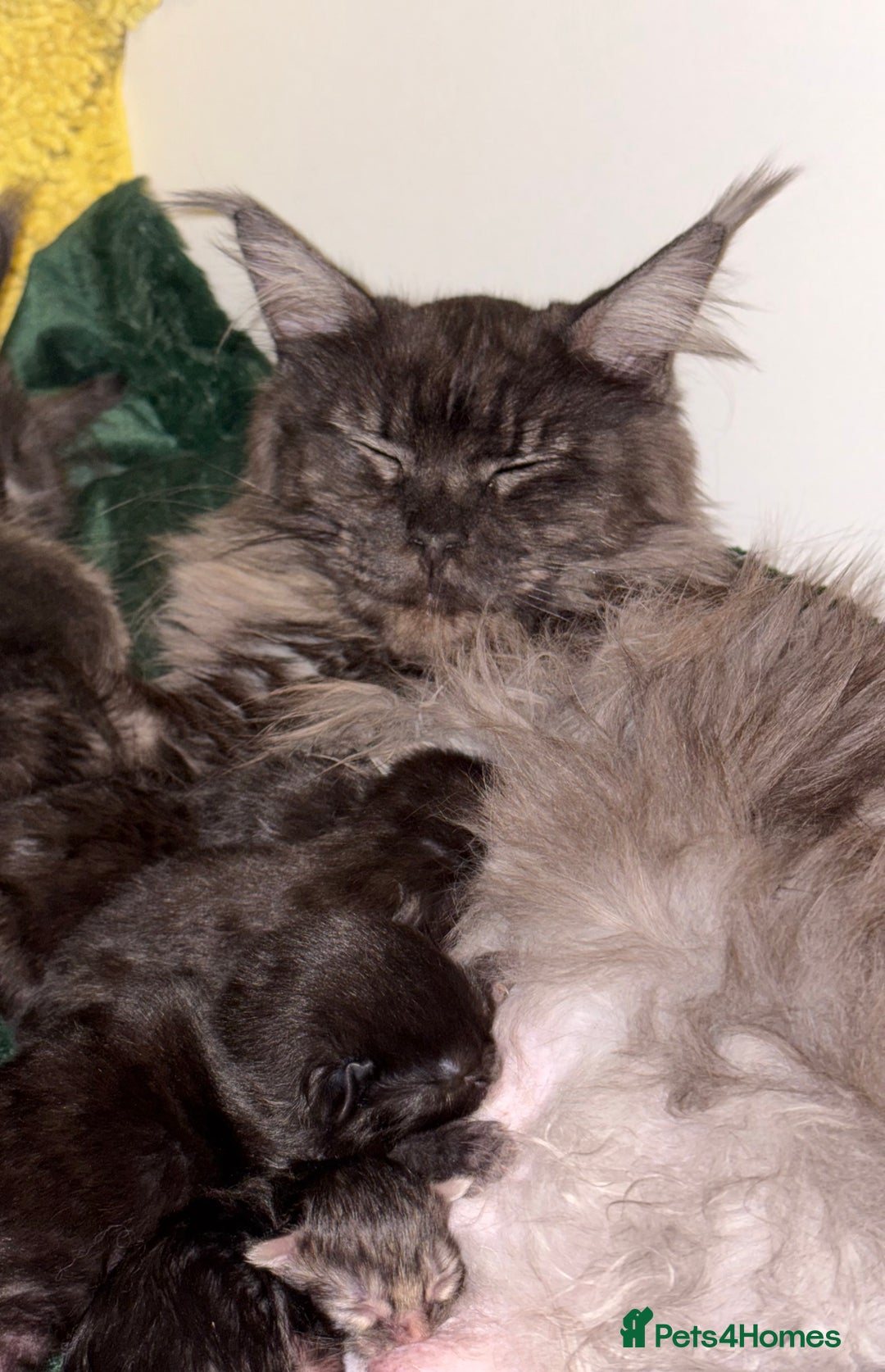 Maine Coon cats for sale: 💫Maine Coon Kittens Available- Champion Pedigree✨ - Image 7