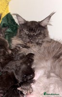 Maine Coon cats 💫Maine Coon Kittens Available- Champion Pedigree✨ - Advert 10