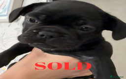 French Bulldog dogs for sale: FRENCH BULLDOG PUPPIES , THOROUGHBRED  - Image 11