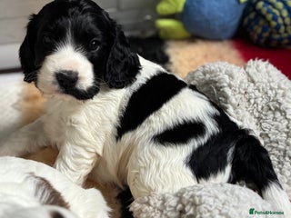 Cocker Spaniel dogs Super KC Reg English show Cocker pups - Advert 3