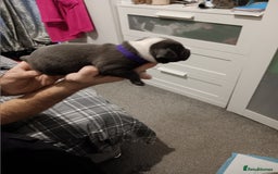 Staffordshire Bull Terrier dogs for sale: Blue staffordshire bull terrier puppies - Image 5