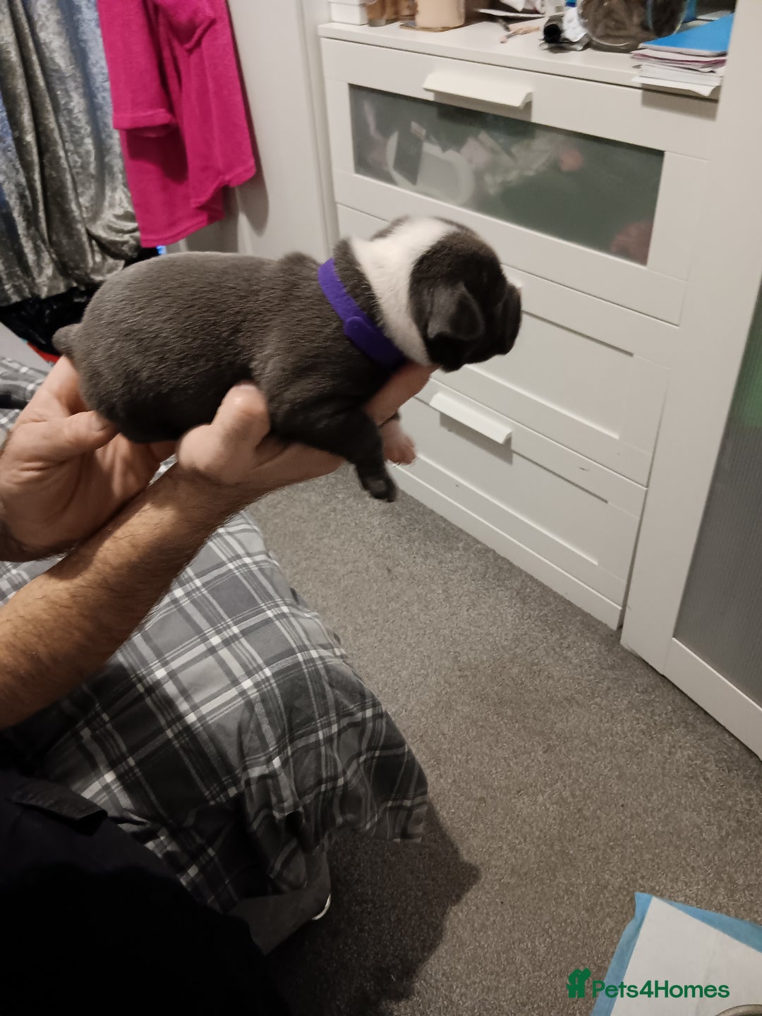 Staffordshire Bull Terrier dogs for sale: Blue staffordshire bull terrier puppies - Image 5