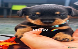 Mixed Breed dogs for sale: Rare hybrid Rottweiler x dachshund pups - Advert 2