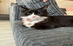 Persian cats for sale: Mancun × Persian Kittens –3 Girls 1 Boy, Ready Fri - Image 7