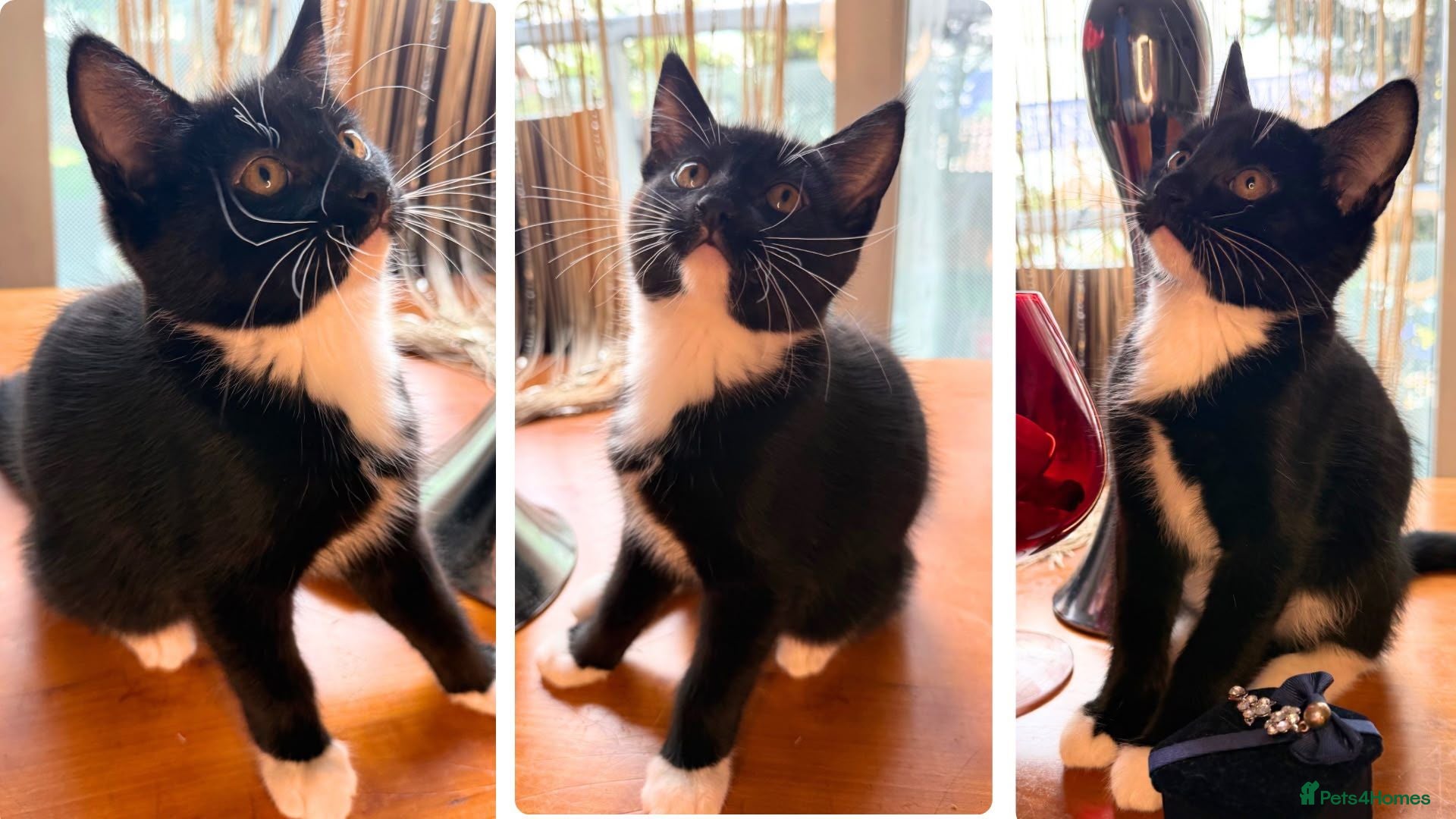 Mixed Breed cats Maine Coon Mixed Kittens Tabby & Tuxedo Richmond - Advert 15