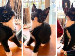 Mixed Breed cats Maine Coon Mixed Kittens Tabby & Tuxedo Richmond - Advert 15