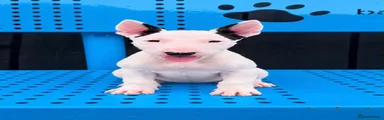 English Bull Terrier female 2
