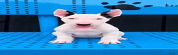 Bull Terrier dogs for sale: Beautiful English bull terrier female puppy  - Advert 10
