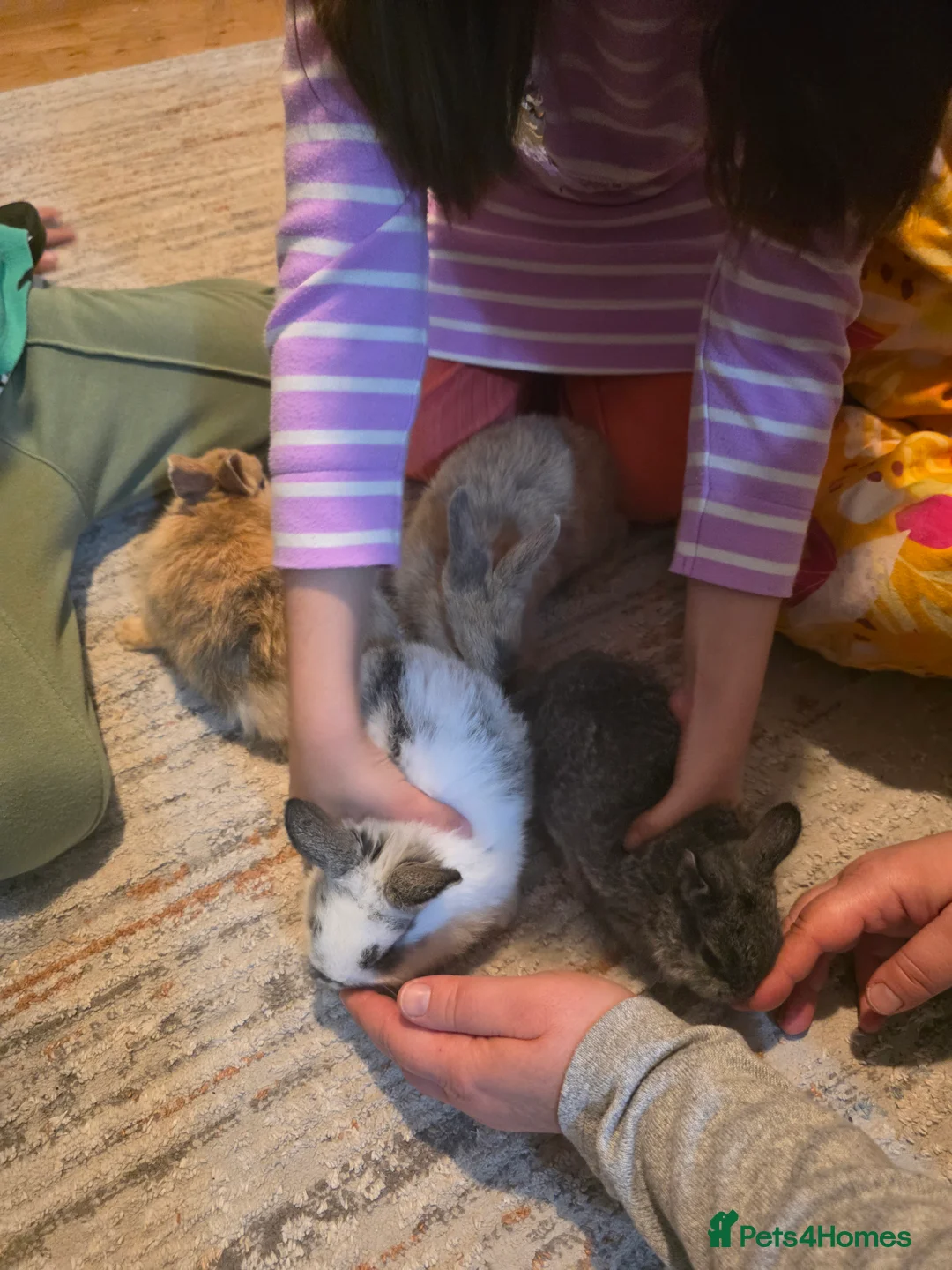 Mixed Breed rabbits for sale: Bunnies  in Swindon - Advert 2