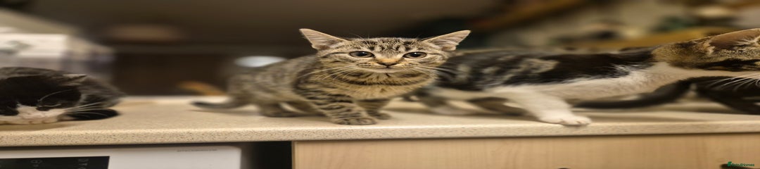 Mixed Breed Kitten 3