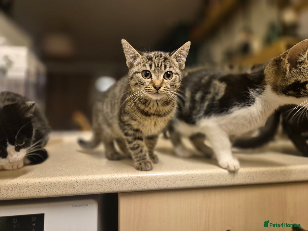 Mixed Breed cats for sale: 3 Beautiful Kittens - Advert 10