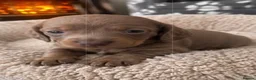 Dachshund dogs for sale: DACHSHUND PUPPIES LOOKING FOR NEW FOREVER HOMES🐶 - Advert 3