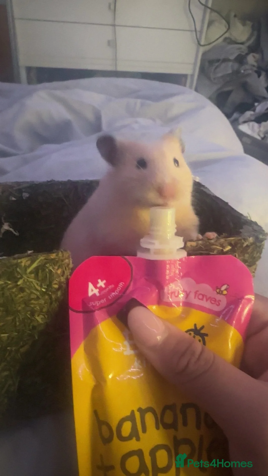 Hamster rodents for sale: syrian female hamster  - Advert 2