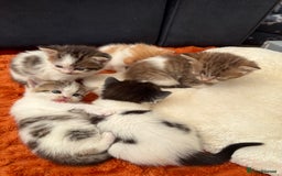 Norwegian Forest Cat cats for sale: 5 beautiful friendly boys - Image 12
