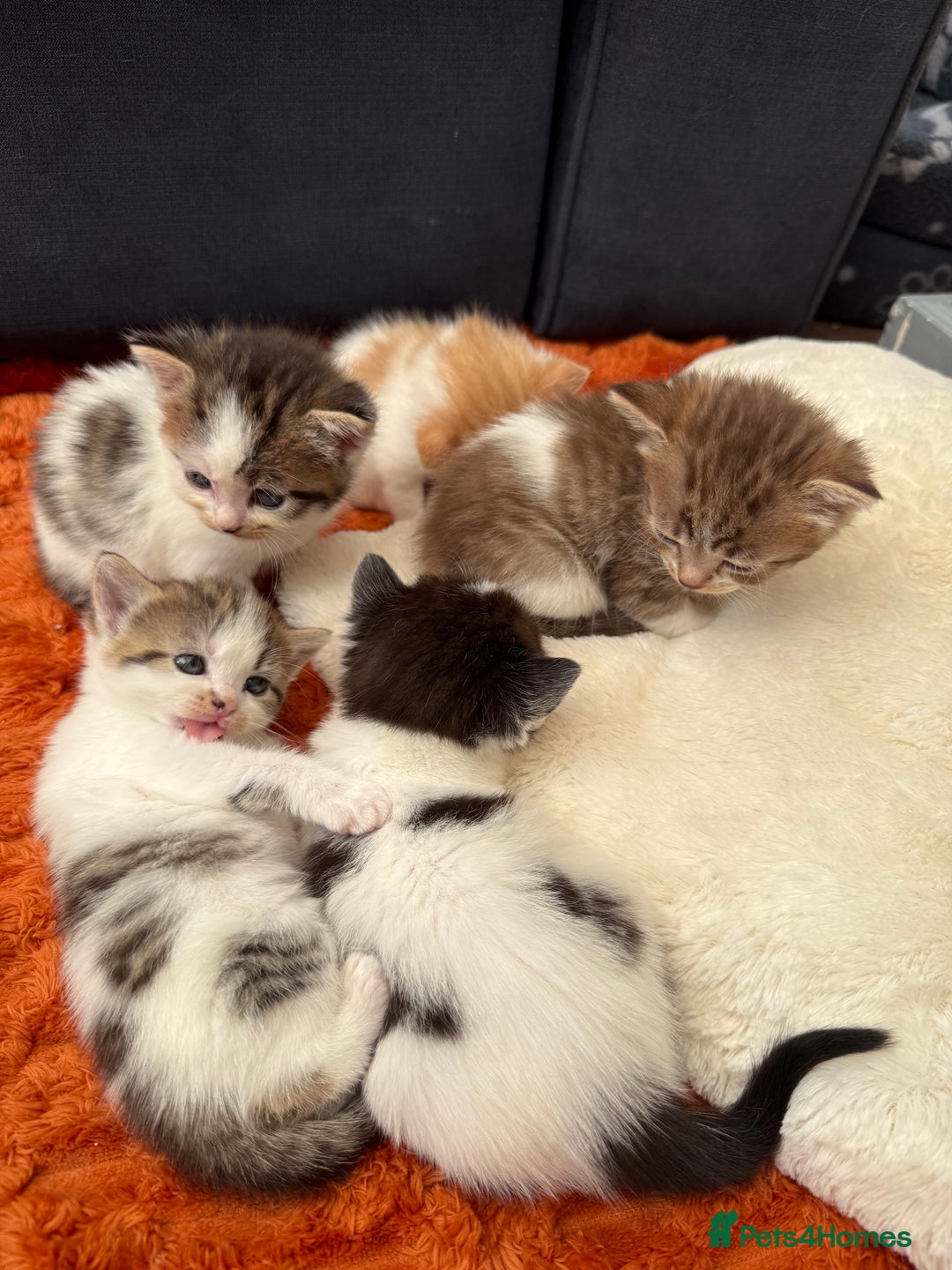 Norwegian Forest Cat cats for sale: 5 beautiful friendly boys - Image 12