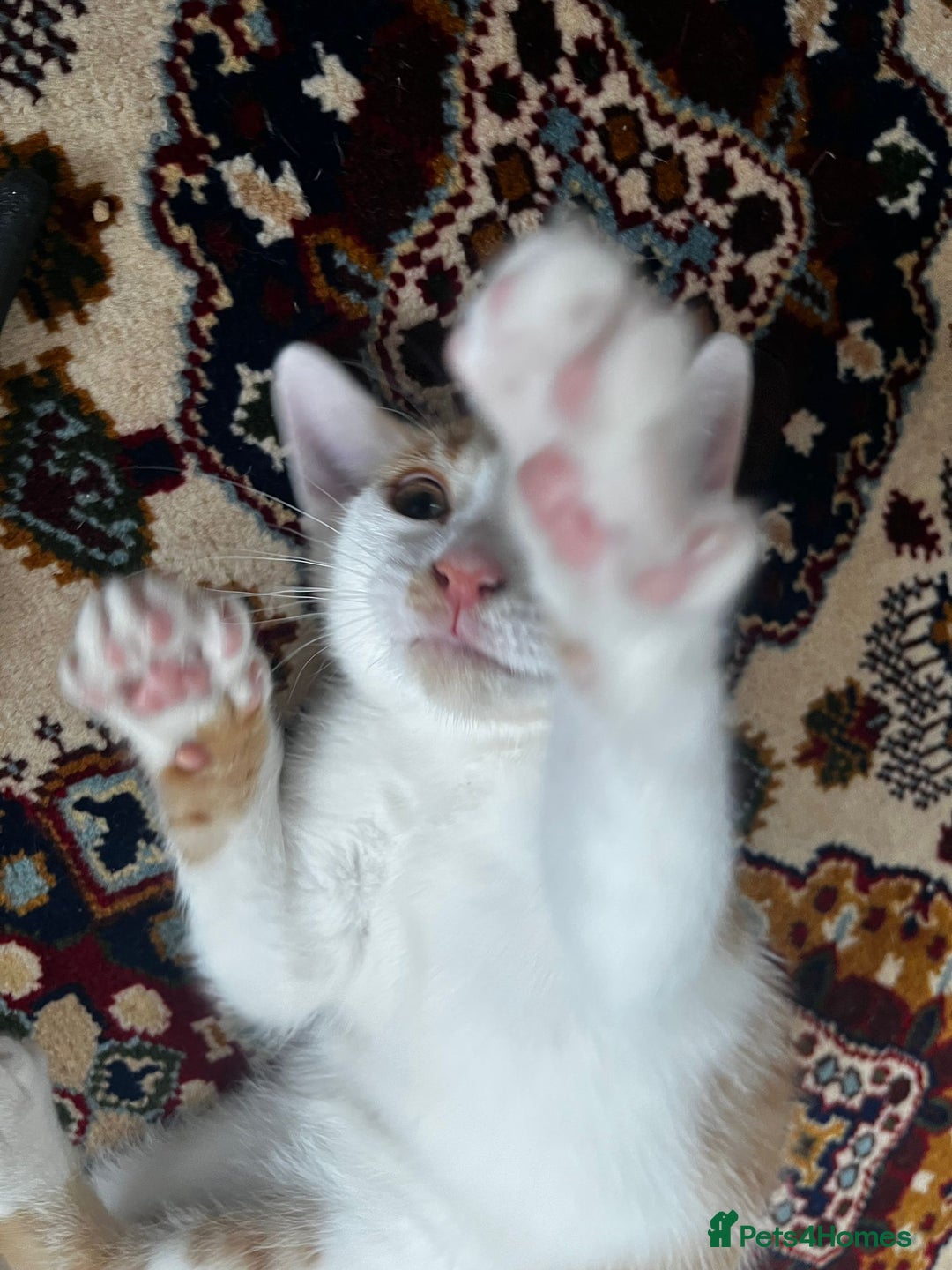 Mixed Breed cats for sale: calico male kitten READY TO LEAVE - Image 5