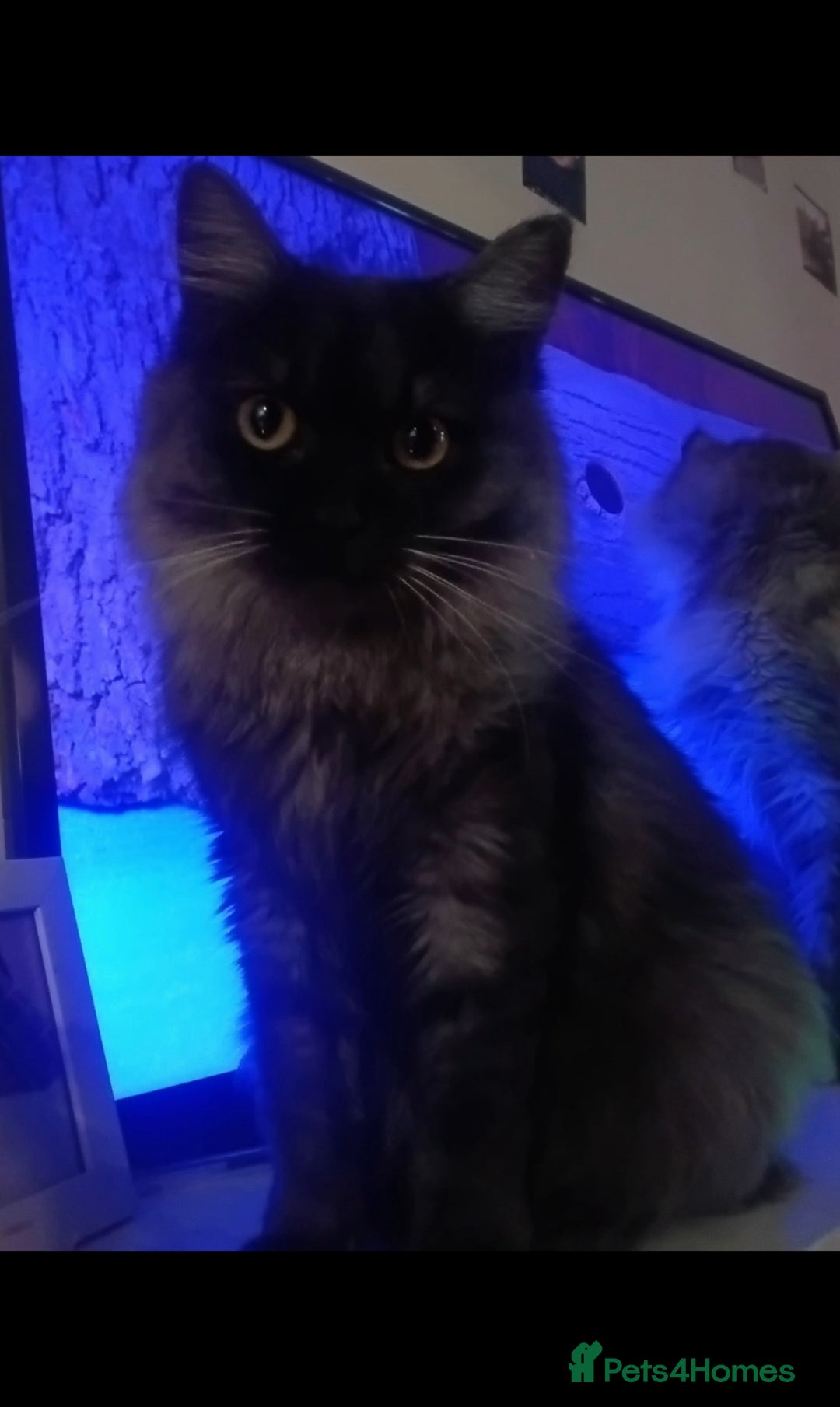 Maine Coon cats for sale: 3/4 mainecoon 1/4 British short-haired female  - Advert 3