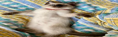 Siamese 2