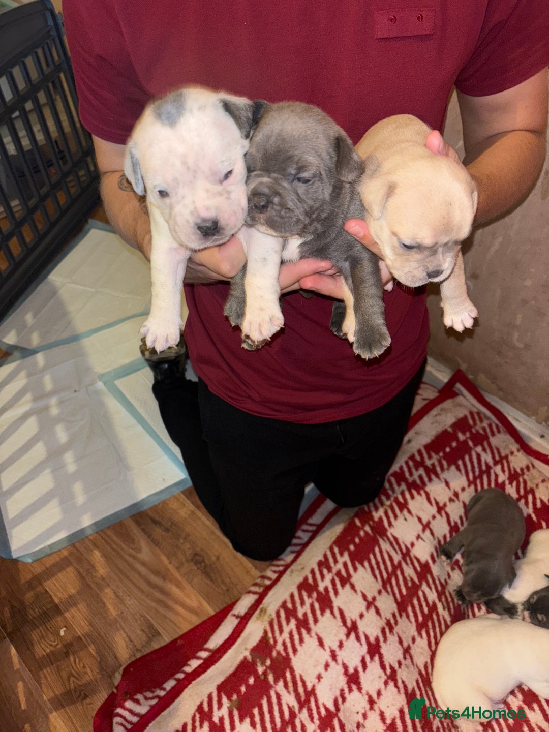 Mixed Breed dogs for sale: Staff cross Frenchie  - Image 1