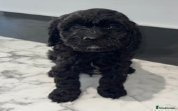 Cavapoo dogs for sale: Adorable Healthy Cavapoo Puppies  - Image 3