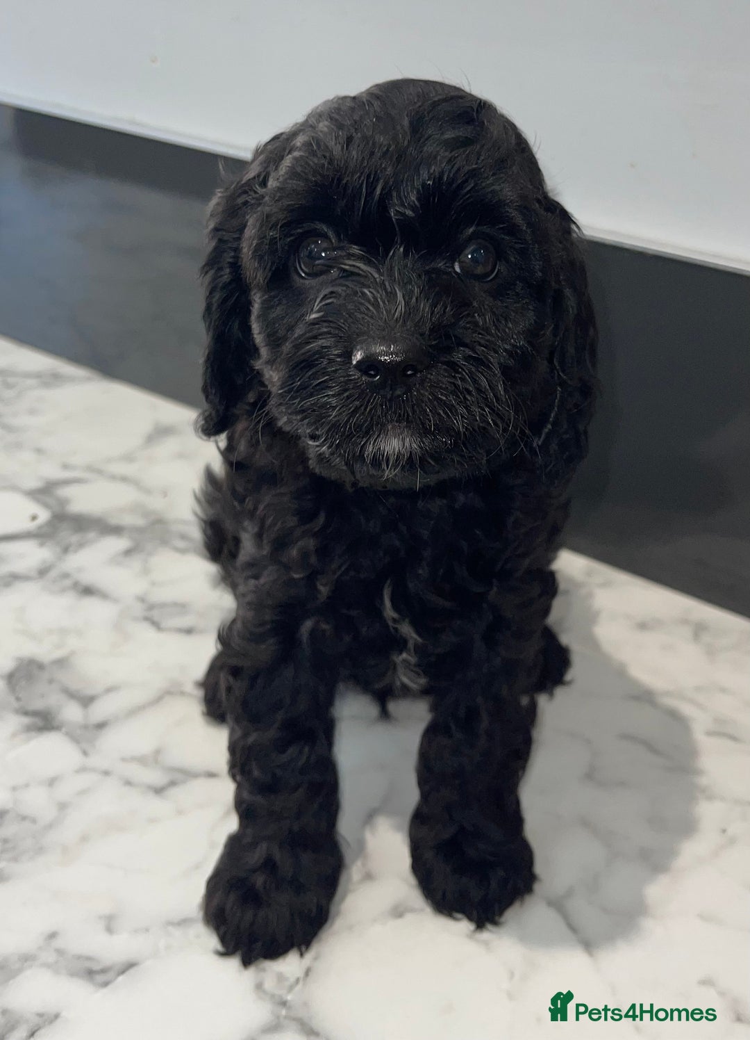 Cavapoo dogs for sale: Adorable Healthy Cavapoo Puppies  - Image 3