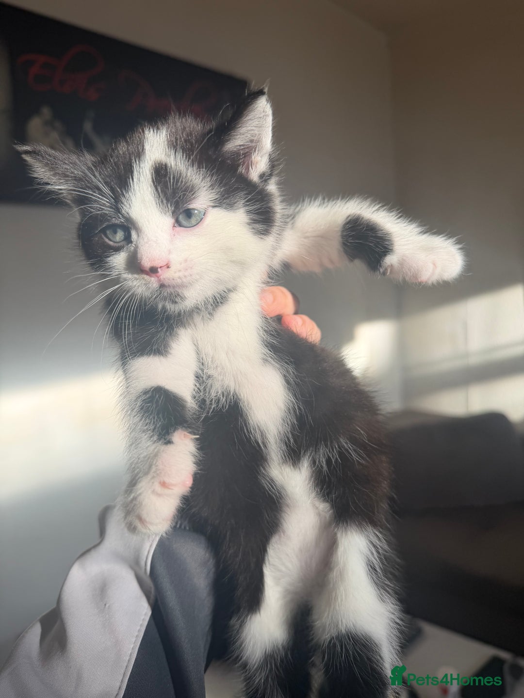 European cats for sale: Kittens  - Advert 5