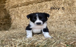 Border Collie dogs for sale: Adorable Border Collie Puppies for sale  - Image 8
