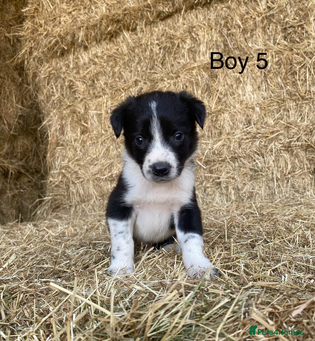 Border Collie dogs for sale: Adorable Border Collie Puppies for sale  - Image 8
