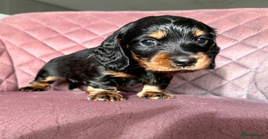 Miniature Dachshund dogs - Advert 1