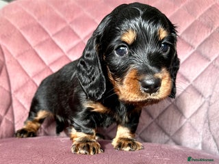 Miniature Dachshund dogs Beautiful black & tan long haired mini dachshunds - Advert 16