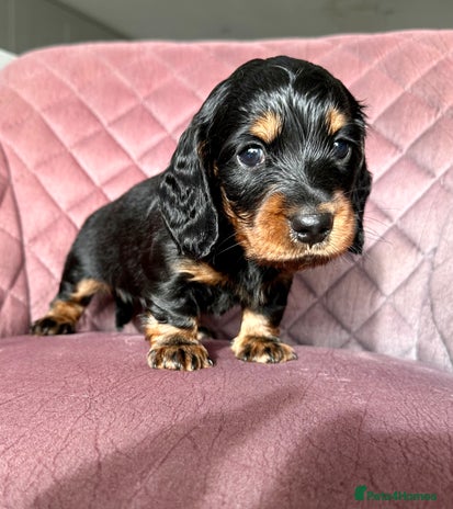 Miniature Dachshund dogs Beautiful black & tan long haired mini dachshunds - Advert 10