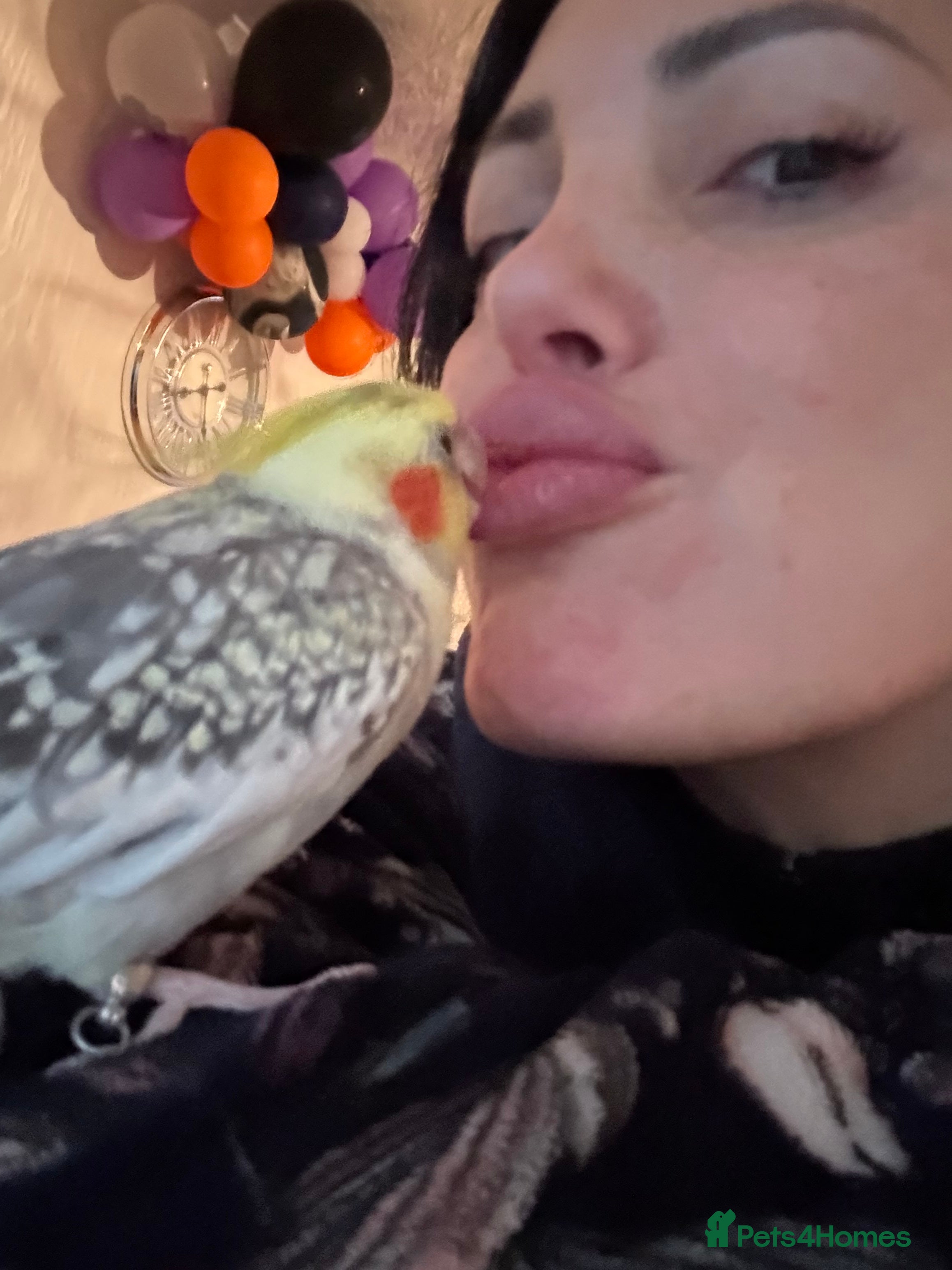 Cockatiels birds Friendly Cockatiel  - Advert 1