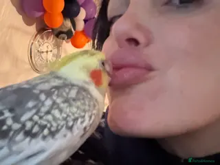 Cockatiels birds Friendly Cockatiel - Advert 20