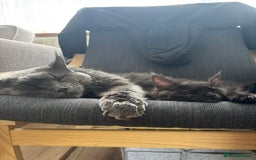 Maine Coon cats for sale: Black Smoke Tortie Maine Coon girl Left in Wickford - Image 3