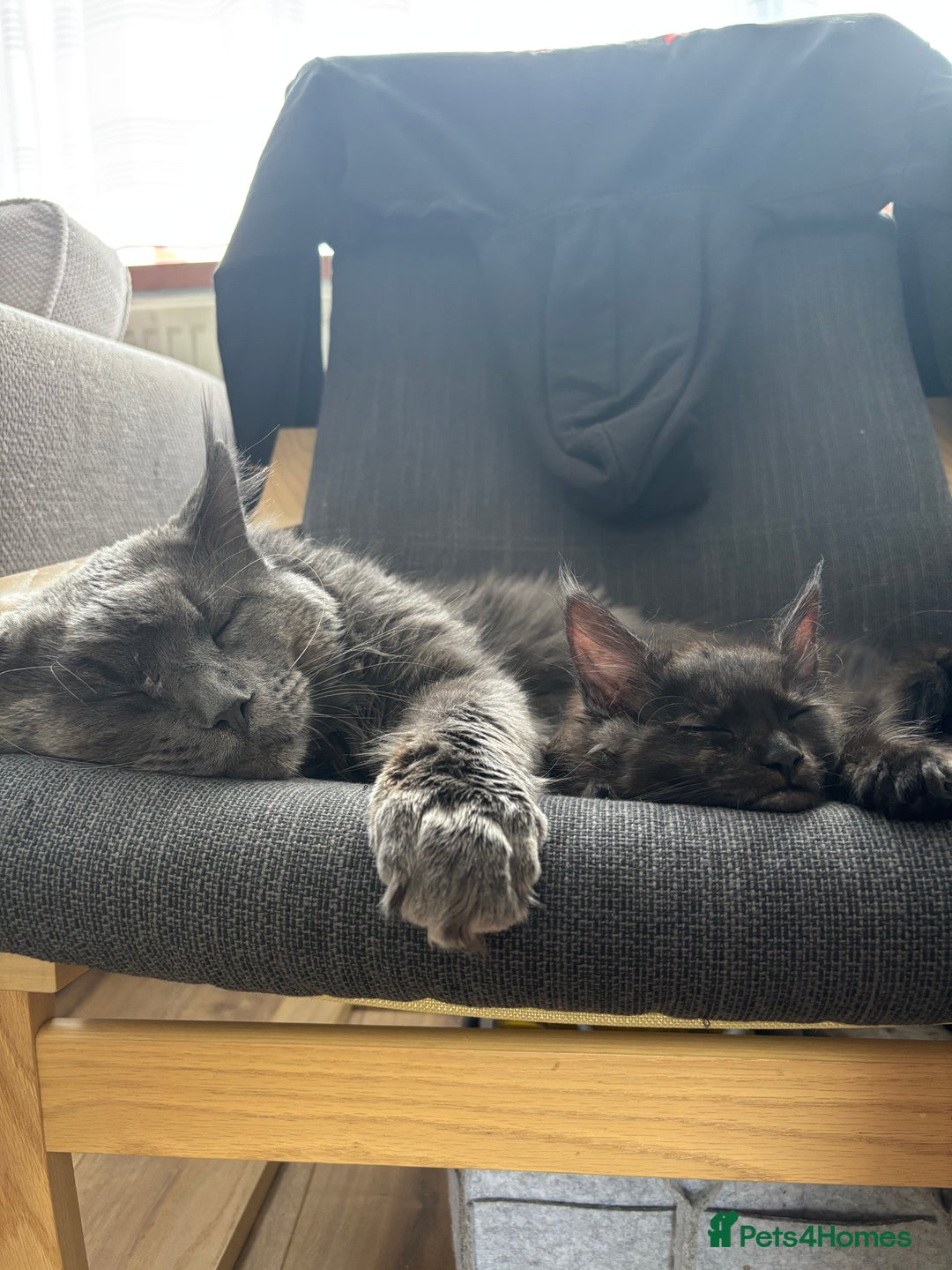 Maine Coon cats for sale: Black Smoke Tortie Maine Coon girl Left in Wickford - Image 3