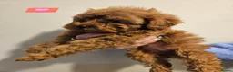 Cavapoo dogs for sale: 🩵🫧 4 Cavapoo Puppies 🫧🩵 - Advert 14