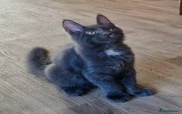 Maine Coon cats for sale: 🌟Ready now🌟 3 large Maine coons active available - Image 19