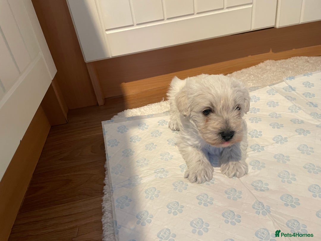 Mixed Breed dogs for sale: westypoos  - Advert 6